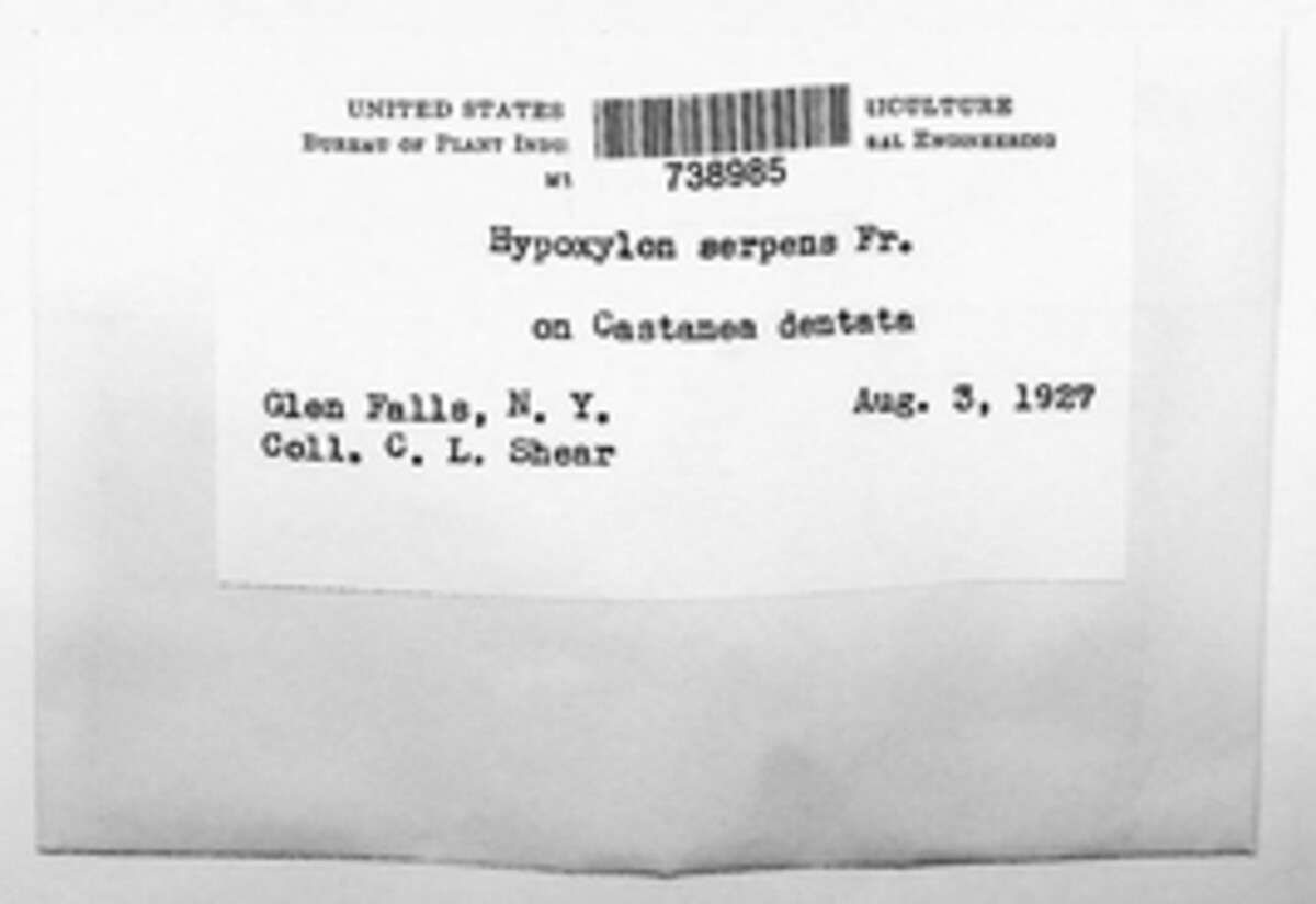 Hypoxylon serpens image